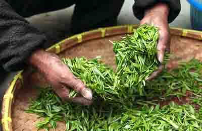 茶葉保質期